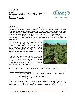 Global Tobacco Product Market